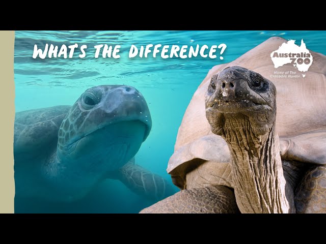 Turtles and tortoises, are they the same? | Australia Zoo Life