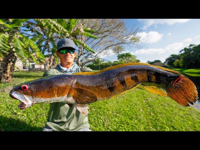 Most INVASIVE FISH in Florida...Catch Clean Cook (Bullseye Snakehead)