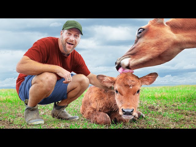 The Unexpected Calf We Found in Our Field