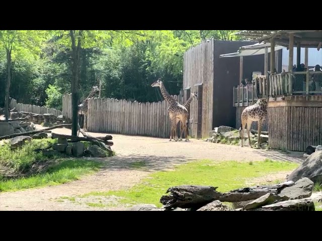 Twitch Stream Giraffe Flamingos - Cincinnati Zoo