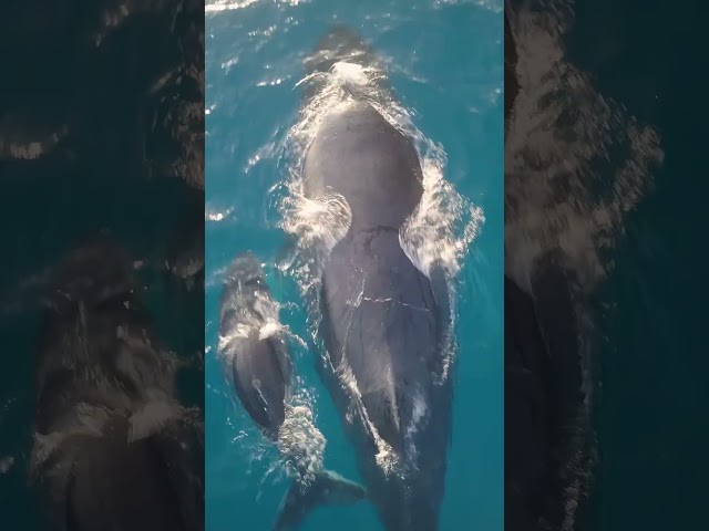 Humpback whale protectng his family & Emotional music #shorts #animals #whale