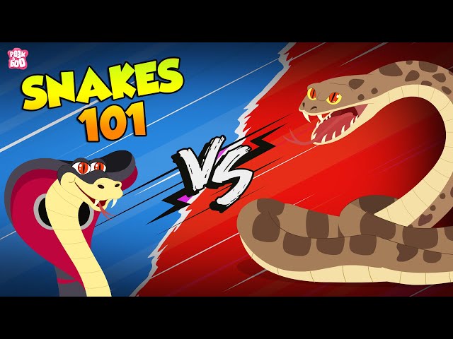 Deadliest Snakes | How Snake Poison Works in Human Body | Anaconda vs Titanoboa | The Dr Binocs Show