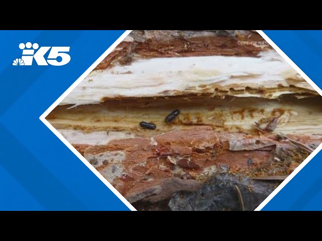 Washington state sees 'concerning' spread of bark beetles