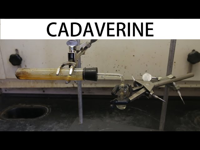 How to make cadaverine (the smell of death)