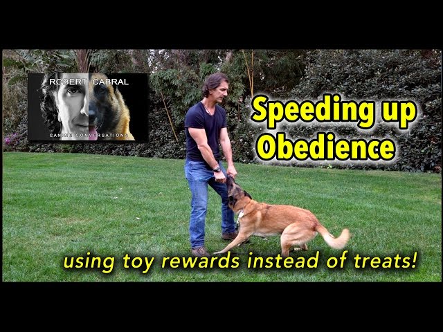 #16 Using Toys to Speed Up Obedience - Dog Training