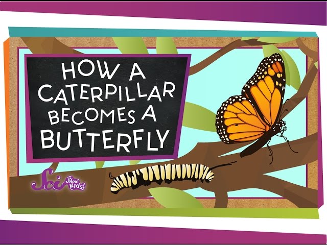 How Does a Caterpillar Become a Butterfly? | Amazing Animals | Spring is Here | SciShow Kids