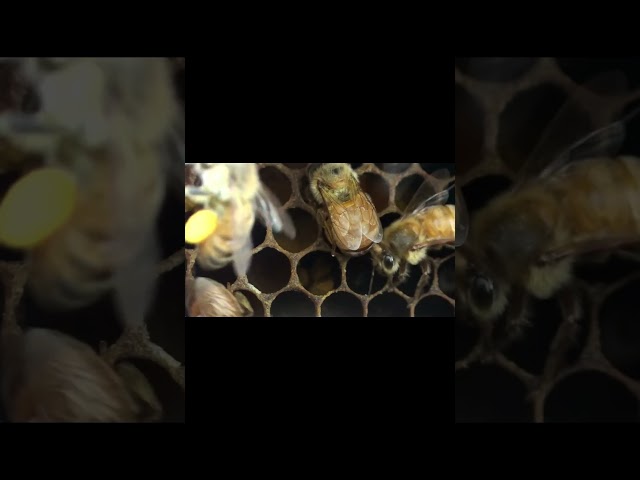 Yep, Honeybees Make Honey ... and Bread 🐝 🍞 | #DeepLook #Shorts