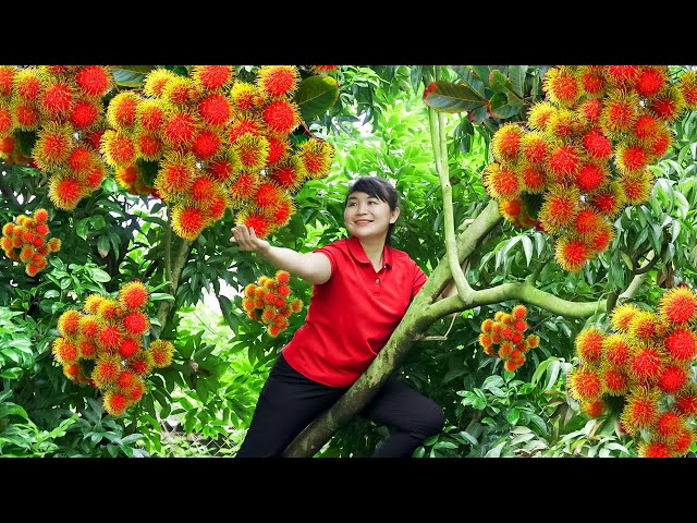 How to Harvest Rambutan, goes to the market sell - Harvesting and Cooking | Tieu Vy Daily Life