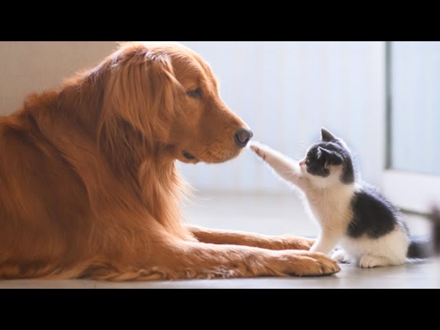 Cute Dogs And Cats That Will Make You Go Aww 🥰 CATS AND DOGS Friendship