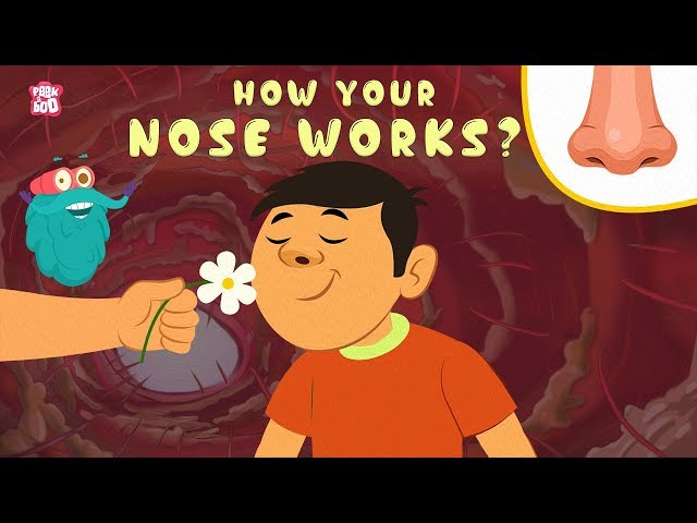 How Your Nose Works? - The Dr. Binocs Show | Best Learning Videos For Kids | Peekaboo Kidz