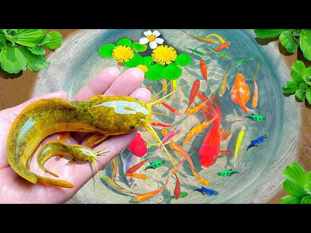 Most Amazing Catch Catfish Nests in Tiny Ponds, Lionhead Goldfish, Baby Turtles | Fishing Videos