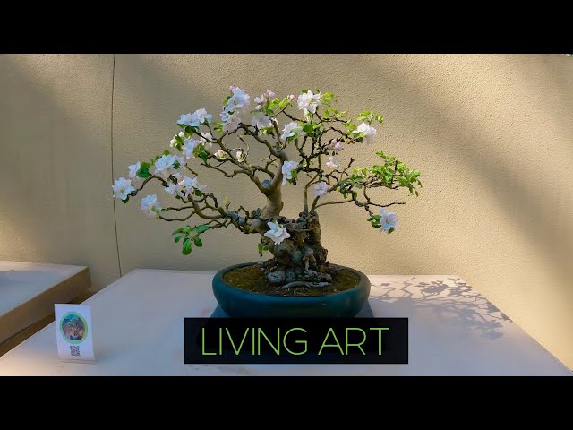 Pacific Bonsai Museum | Living Art