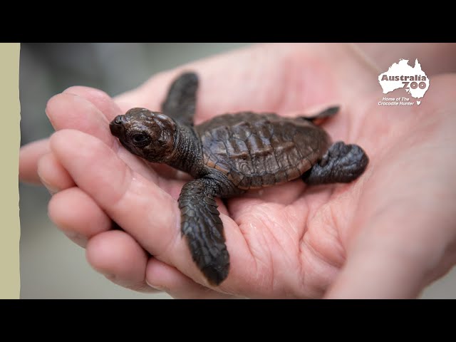 Adorable Turtle Release | Irwin Family Adventures