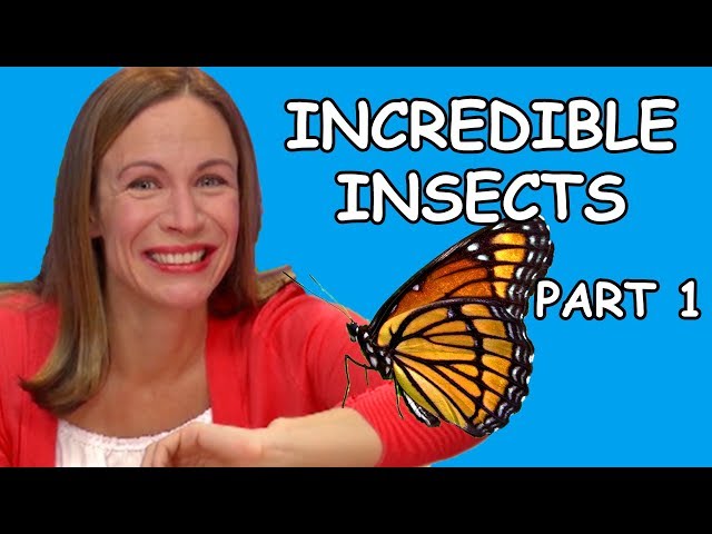 Incredible Insects | Treeschool | PART 1 | Educational Kids Videos