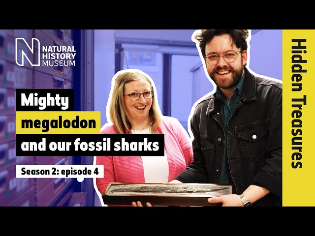 Mighty megalodon and the fascinating world of fossil sharks | Hidden Treasures | S2E4