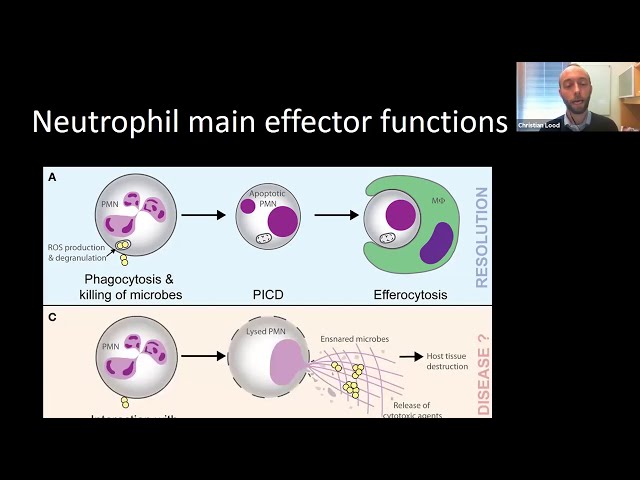 Neutrophils in Inflammation and Autoimmunity