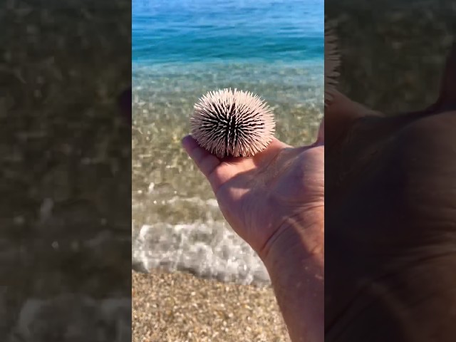 RARE! White Sea Urchin saving 🥹 #shorts