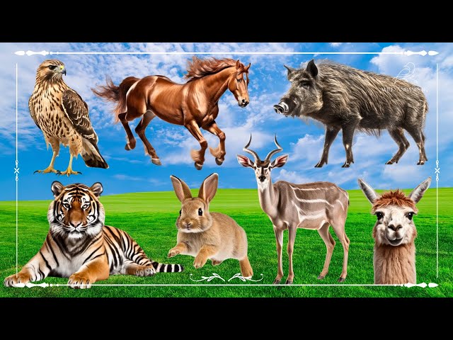 Sound Of Cute Animals, Familiar Animal: Falcon, Horse, Boar, Tiger, Rabbit, Antelope & Alpaca