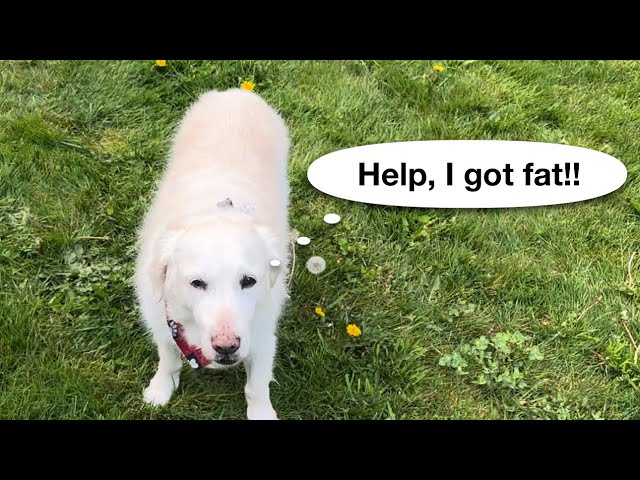 My Carnivore dog got FAT!!!
