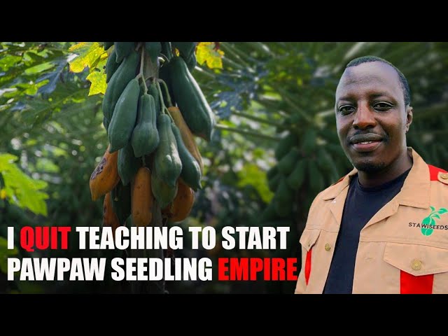 How He Started Best Quality Seedling Business In Africa