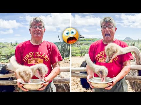 Funniest Animal Videos 🐾🐶😆 AFV