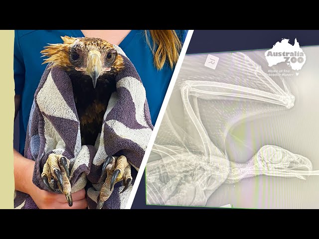 An unfortunate accident for this beautiful bird | Wildlife Warriors Missions