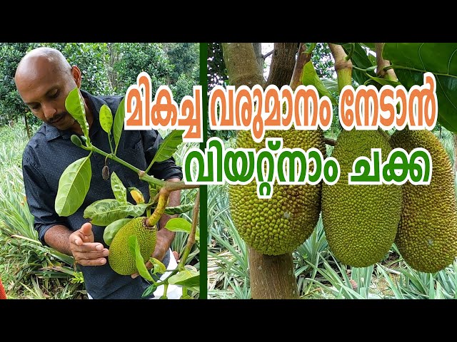 Vietnam Super Early Jack Fruit | വിയറ്റ്നാം സൂപ്പർ ഏർളി ചക്ക വിശേഷങ്ങളുമായി സലേഷ് | Vlog#28