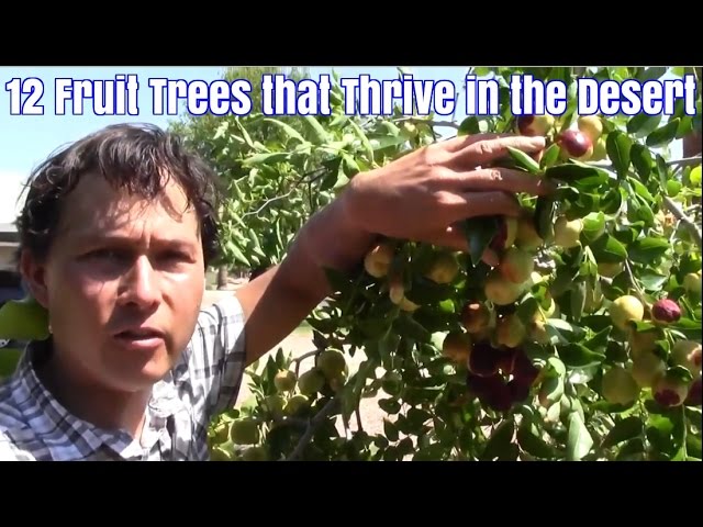 12 Fruit Trees that Thrive in the Desert with Little Care