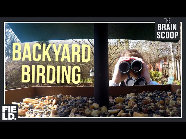 Backyard Birding: Feeder Cam!