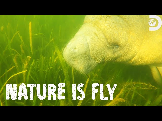 Swimming with Manatees | Nature is Fly
