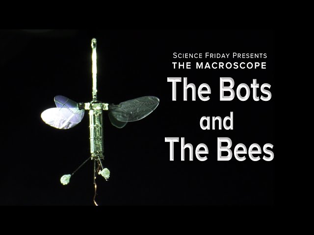 The Bots And The Bees