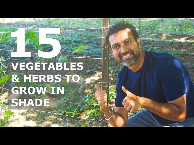 15 Vegetables You Can Grow in SHADE GARDEN
