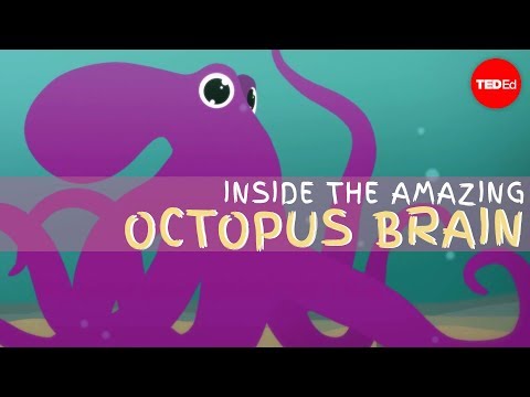 Why the octopus brain is so extraordinary - Cláudio L. Guerra