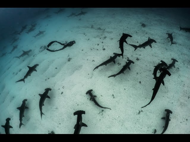Galapagos Evolution 2016 - Teaser Guillaume Néry