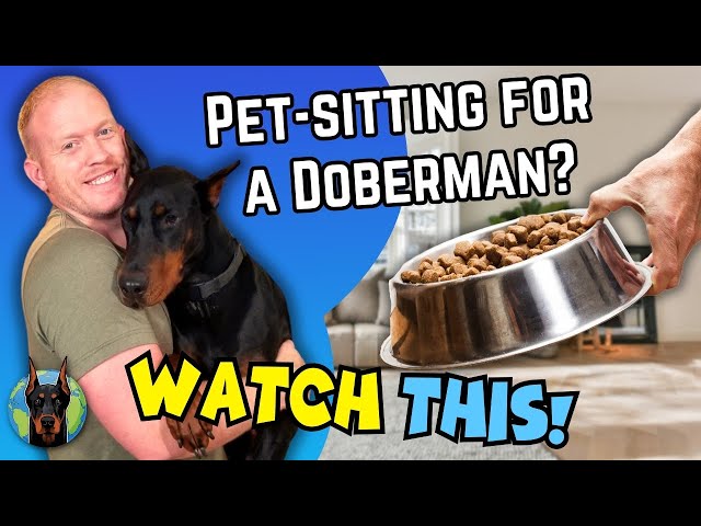Mastering Doberman Dog Sitting: Taming the Beast!
