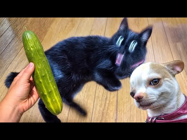 Hilarious Cats and Dogs😹🐶Funniest Animals 2024😼#8