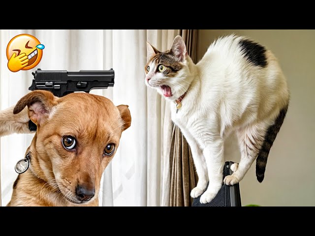 Cute animal Videos That You Just Can't Miss🐕🐈