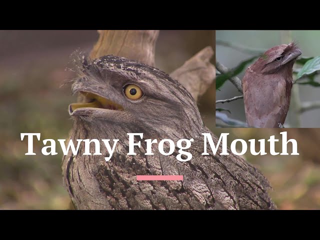 Tawny Frog Mouth | #australia #wildlife #birds
