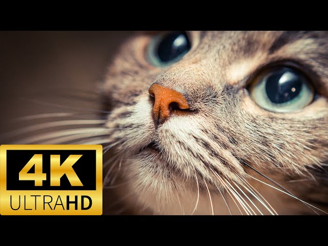 Cats 4k Cute Kittens Videos The Best 4K TV Background Ambient Music Ambience Relaxing Film Peaceful