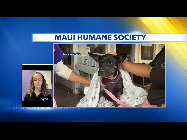 Animals in need of help, after Maui fires