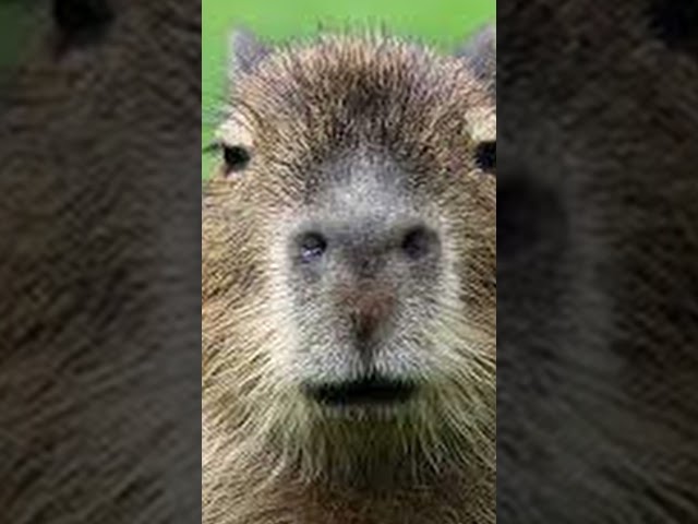 #capybara #griddy #tacobell #quandaledingle #shorts