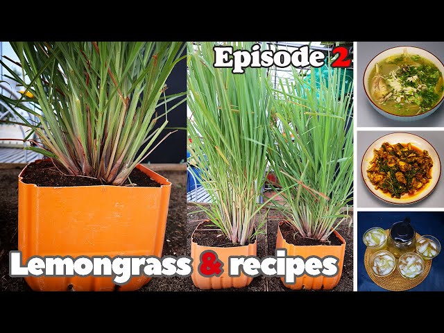 How to grow lemongrass in vertical vs horizontal |Episode 2| Lemongrass harvesting and recipes