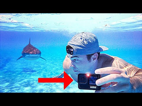 Shark vs. GoPro