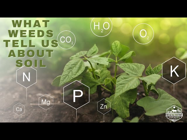 What Weeds Tell You About Your Soil