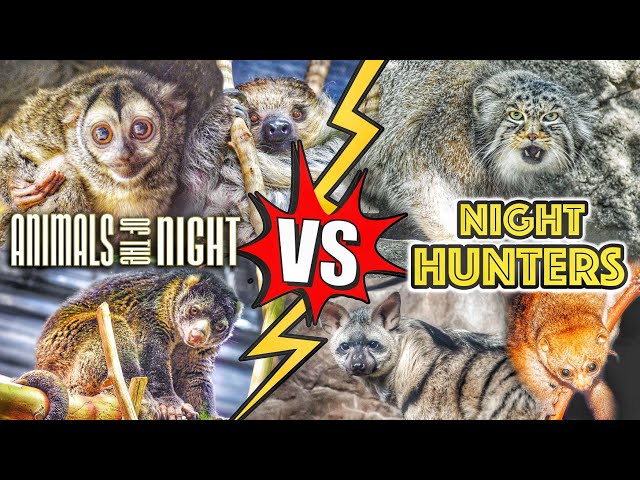 Nocturnal House vs. Nocturnal House | Cincinnati Zoo vs. Memphis Zoo