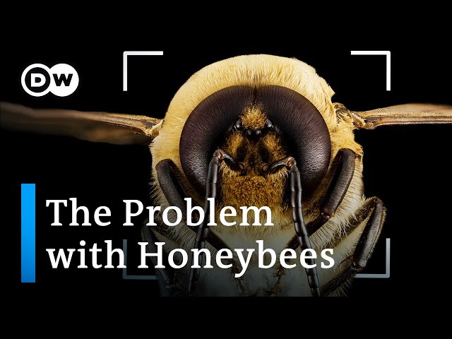 Bee extinction: Why we're saving the wrong bees