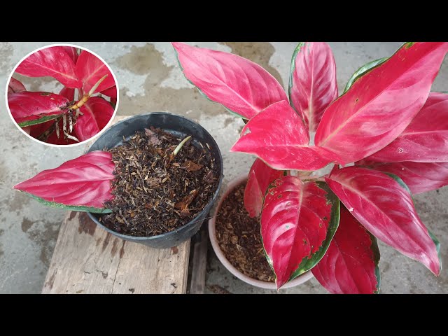 Simple Way to Propagate Aglaonema From Single Leaf Part 2