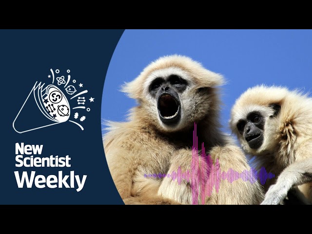 Why animals talk | New Scientist Weekly podcast 247