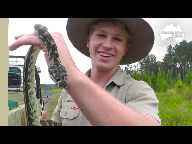 Robert & Terri help a stunning snake | Irwin Family Adventures