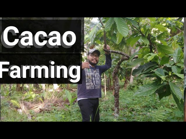 CACAO FARMING |Weekly routine ko sa cacao